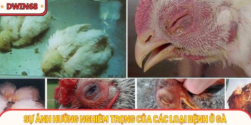 Sự ảnh hưởng nghiêm trọng của các loại bệnh ở gà