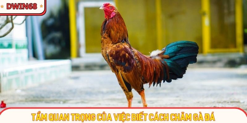 Tầm quan trọng của việc biết cách chăm gà đá